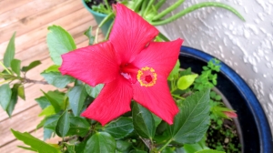 Describe what you see